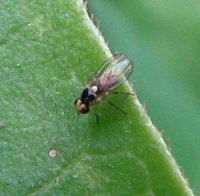 Liriomyza bryoniae -2