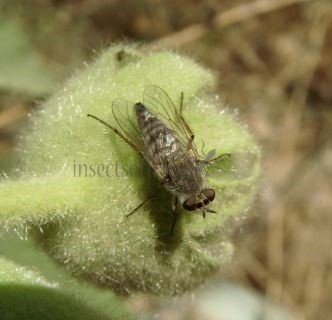 Asilidae -1