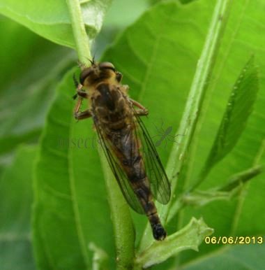 Efferia sp -2