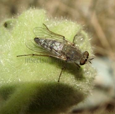 Asilidae -2