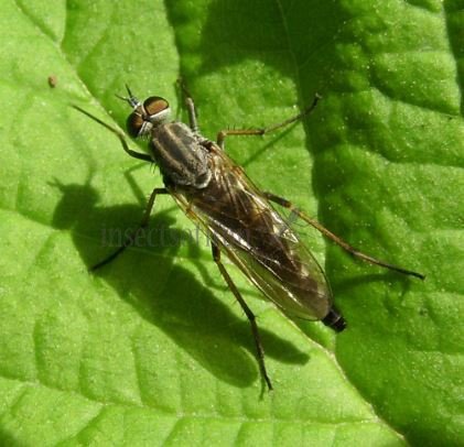 Asilidae -4