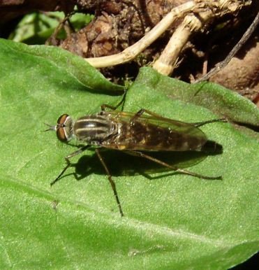 Dioctria sp