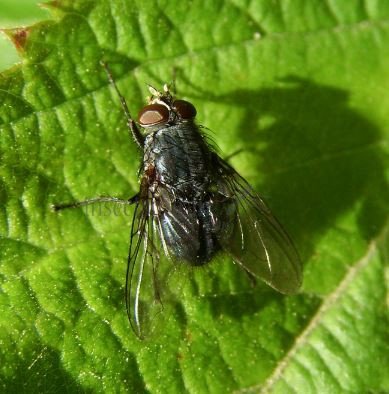 Calliphora vicina-9
