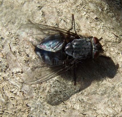 Calliphora vicina-9