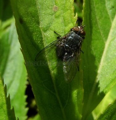 Calliphora vicina-12
