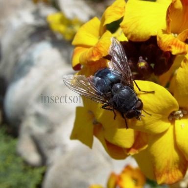 Calliphora vicina-14
