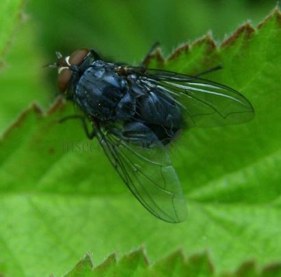 Calliphora vicina-16