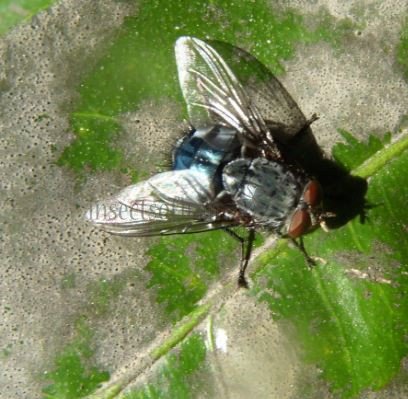 Calliphora vomitoria-5
