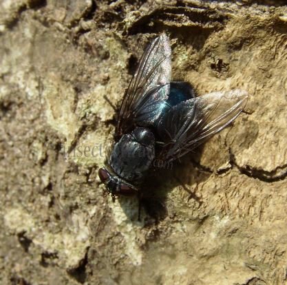 Calliphora vomitoria-6