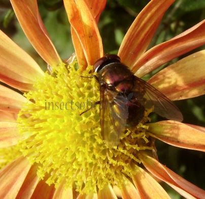 Lucilia pilosiventris-4