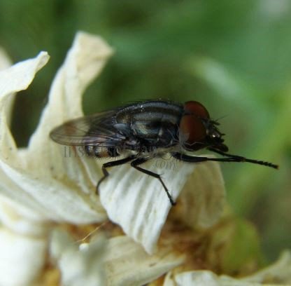 Stomorhina lunata-9