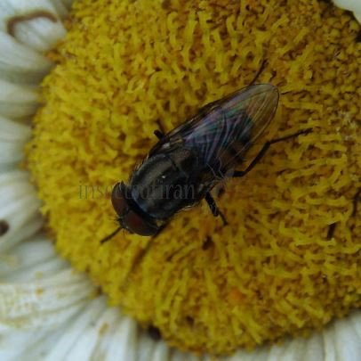 Stomorhina lunata-13