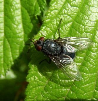 Calliphora vomitoria-1
