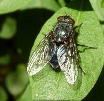 Calliphora vomitoria-2