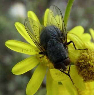 Cynomya mortuorum-1