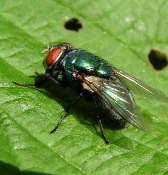 Lucilia ampullacea-1