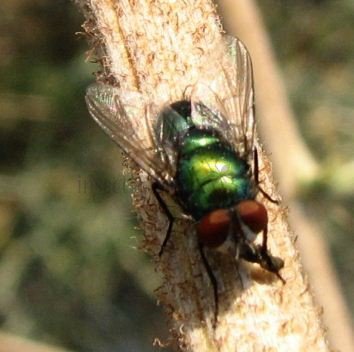 Lucilia cericata