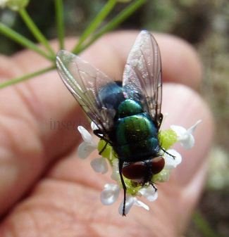 Lucilia illustris-1