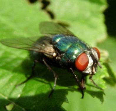 Lucilia illustris-3