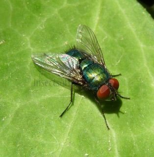 Lucilia illustris-4