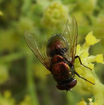 Lucilia pilosiventris -1