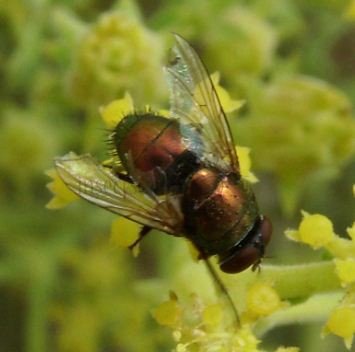 Lucilia pilosiventris -2