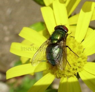 Lucilia sericata-2