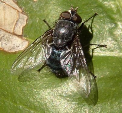Calliphora vicina -4