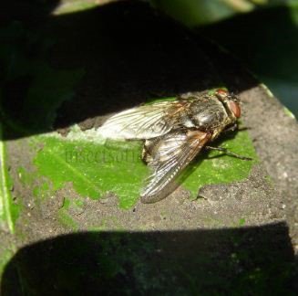 Pollenia angustigena-1