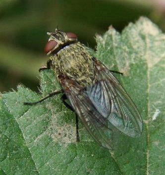 Pollenia rudis-3
