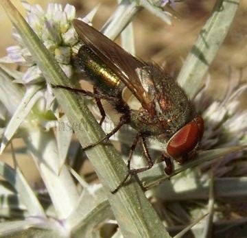 Rhyncomya sp -2
