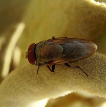 Rhyncomya speciosa -3