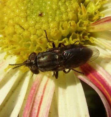 Stomorhina lunata.-1