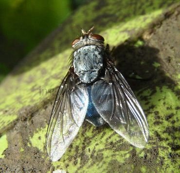 Calliphora vicina-7