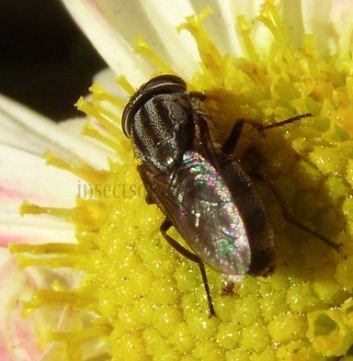 Stomorhina lunata.-2
