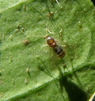 Ceratopogonidae-1