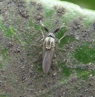 Dasyhelea flavifrons-1