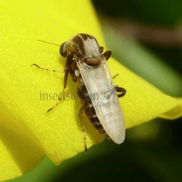 Sphaeromias fasciatus -2