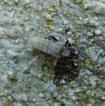 Sphaeromias fasciatus -3