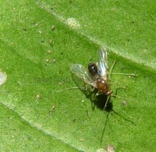 Ceratopogonidae-6