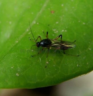 Clinohelea unimaculata-1