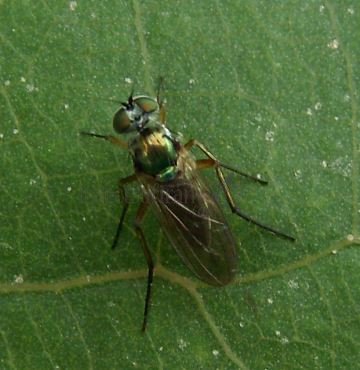 Liancalus virens