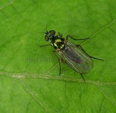 Paraclius sp