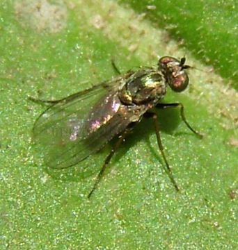 Dolichopus rupestris -1