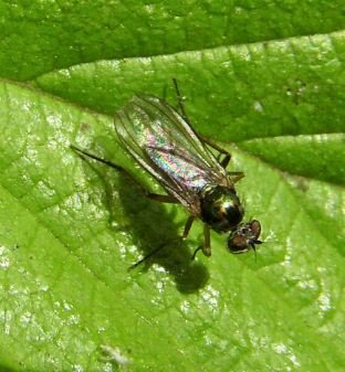 Dolichopus rupestris-2