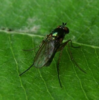 Dolichopus urbanus-2