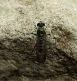 Liancalus virens