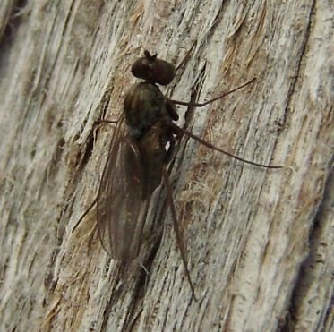 Medetera collarti -2