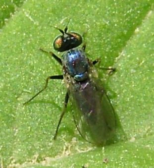 Medetera sp-1