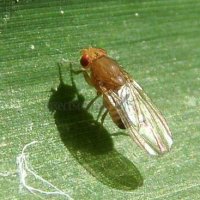 Drosophila  transversa-4